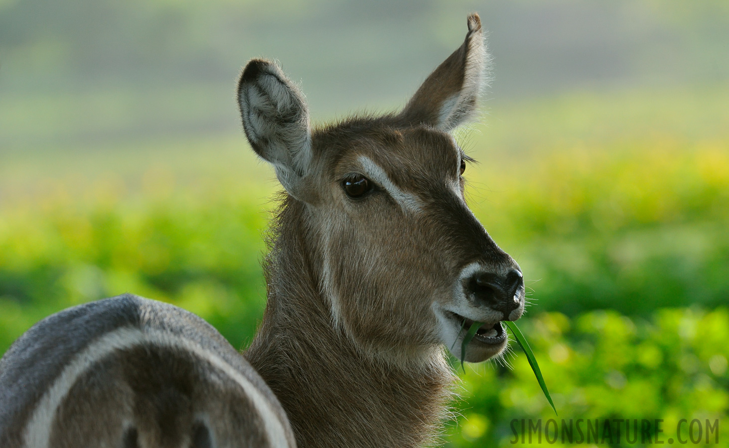 Kobus ellipsiprymnus [420 mm, 1/500 Sek. bei f / 8.0, ISO 1600]